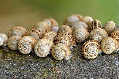 《深岩银河》直播介绍第五赛季内容及多个新项目