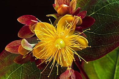 《星空》安装50多个MOD之后达到的画质是这样